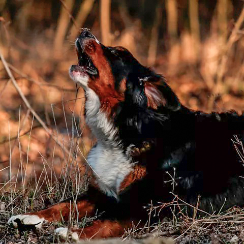 Hundegspür Datenschutz