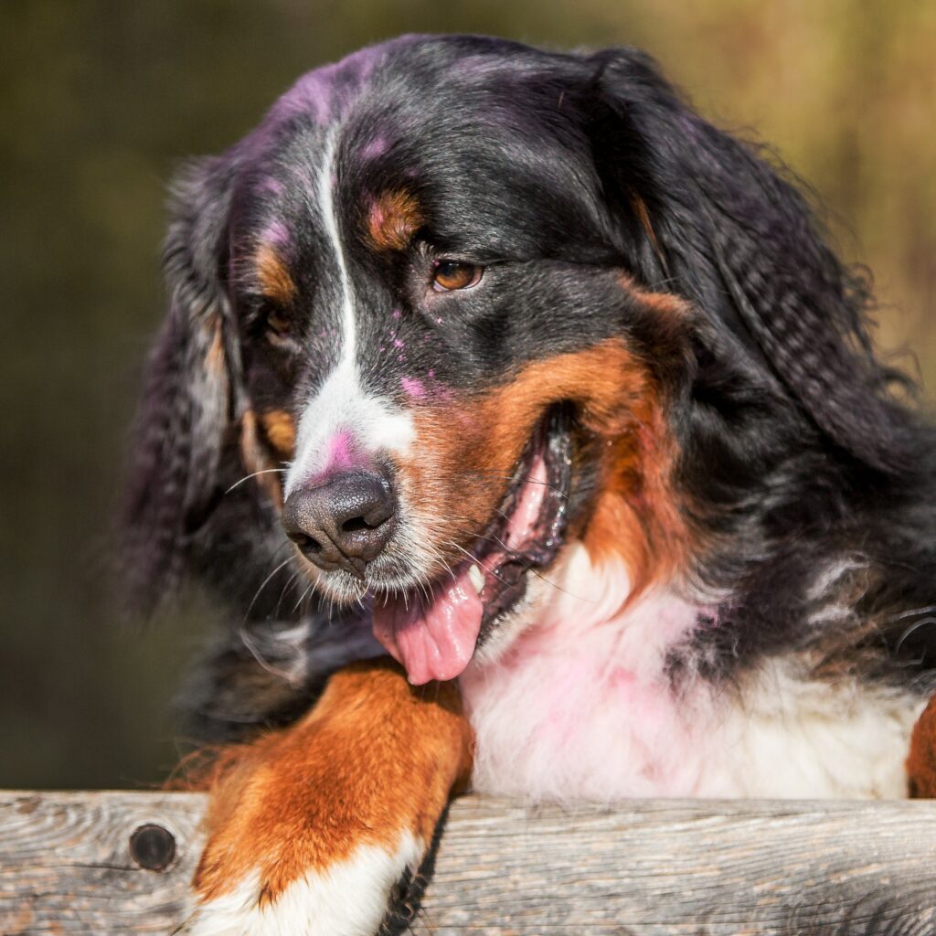 Penny von Hundegspür