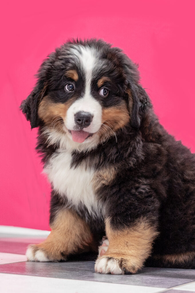 Rosi von Hundegspür