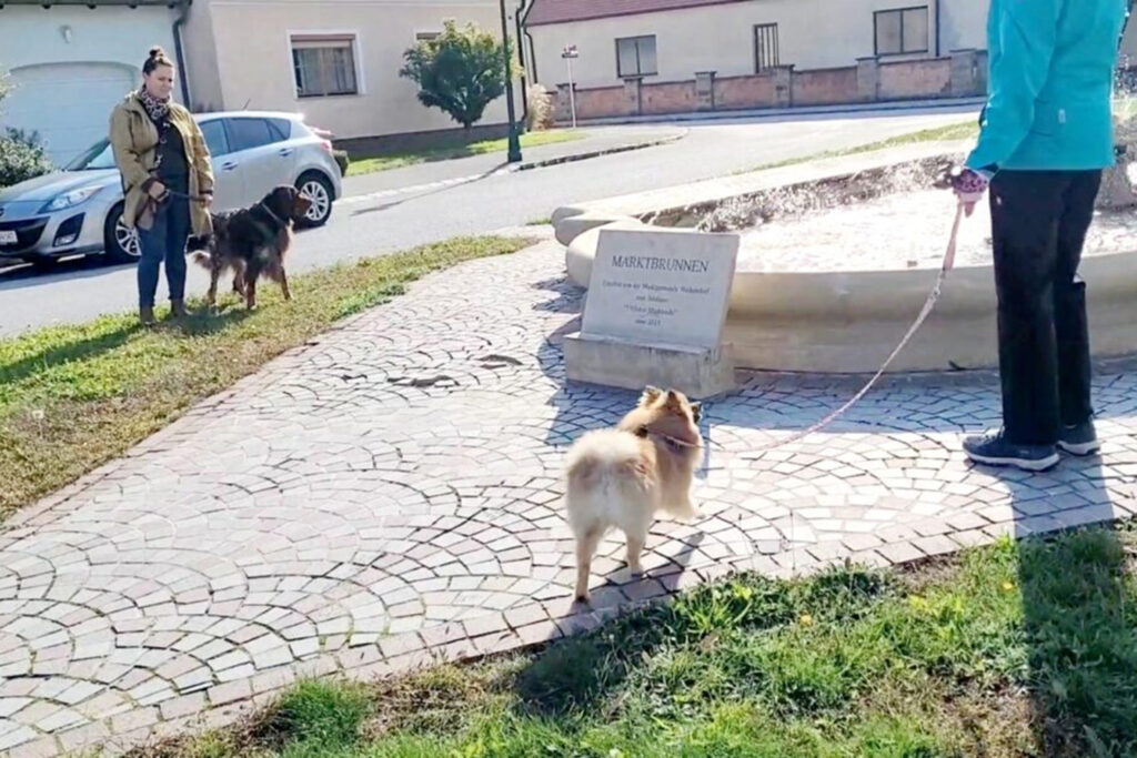 Hundegspür Begegnungstraining Hundetraining