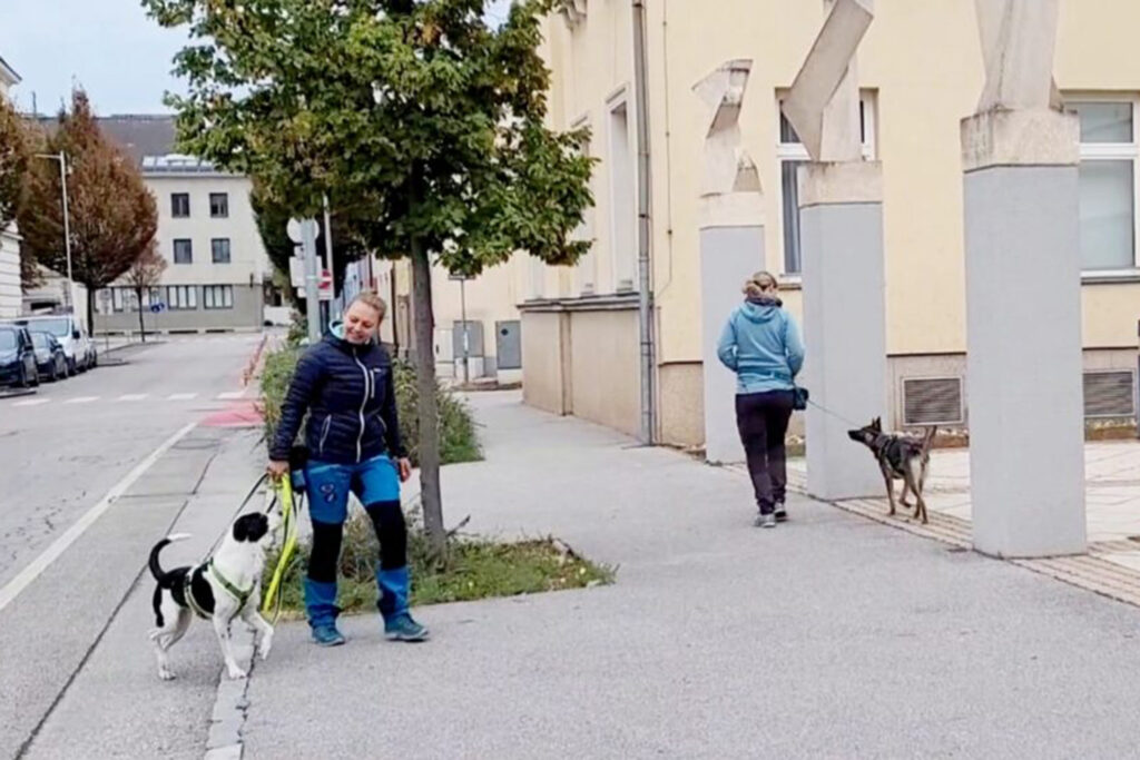 Hundegspür Begegnungstraining Hundetraining