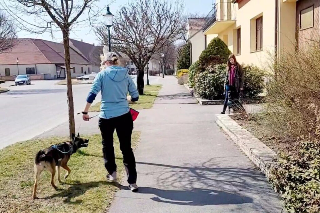 Hundegspür Begegnungstraining Hundetraining