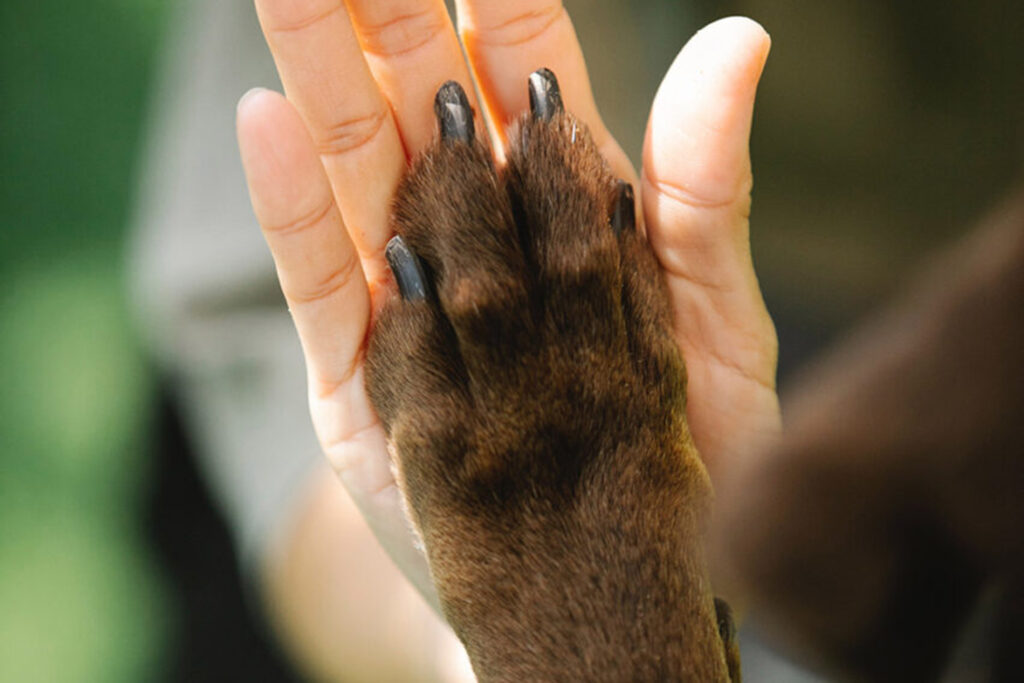 Hundegspür - Tiersystemik "HighFive" Hund und Mensch / Pexels, Blue Bird