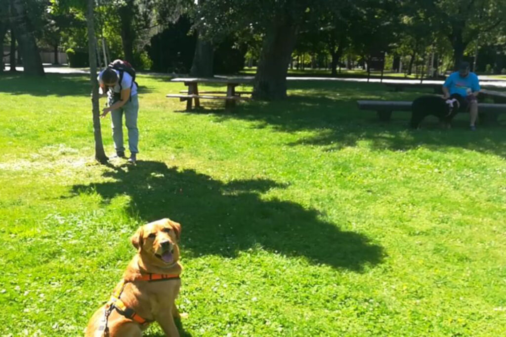 Hundegspür - Hunde Einzeltraining