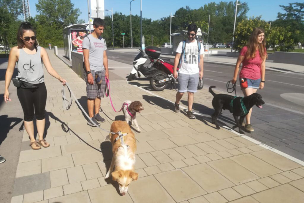 Hundegspür - Spazieren mit Manieren - Begegnungen mit System Hundetraining