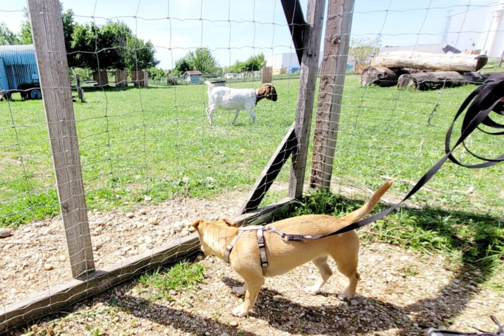 Hundegspür - Spazieren mit Manieren - Begegnungen mit System Hundetraining