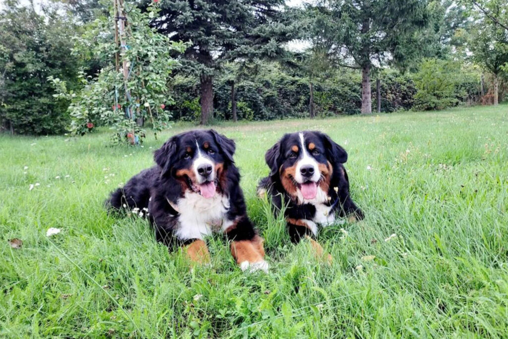 Penny und Rosi von Hundegspür