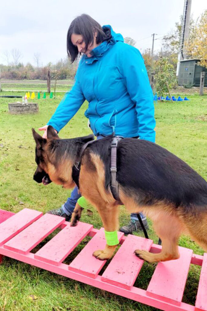 Hundegspür - Schritt für Schritt zur Verbundenheit / Hundeschule