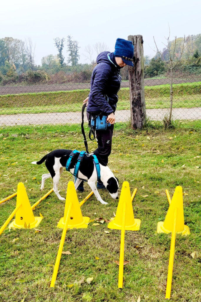 Hundegspür - Schritt für Schritt zur Verbundenheit / Hundeschule