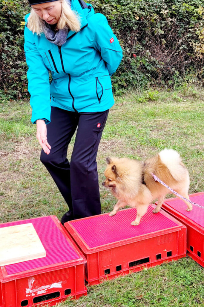 Hundegspür - Schritt für Schritt zur Verbundenheit / Hundeschule