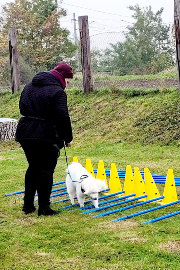 Hundegspür - Schritt für Schritt zur Verbundenheit / Hundeschule