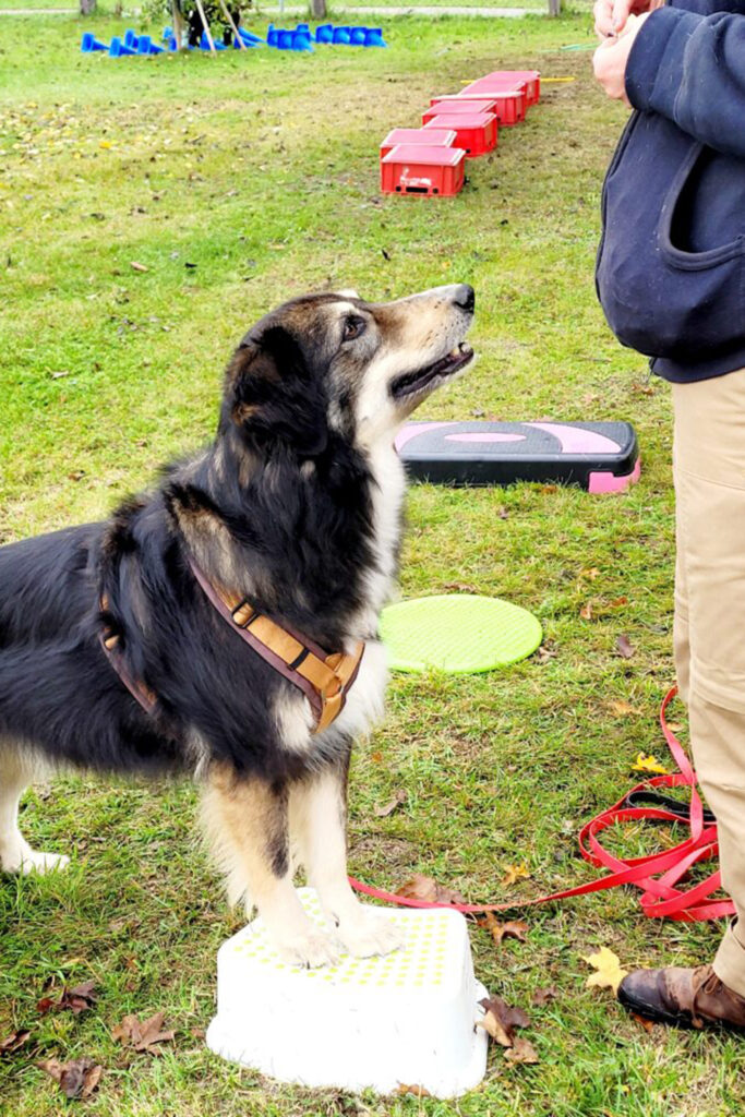 Hundegspür - Schritt für Schritt zur Verbundenheit / Hundeschule