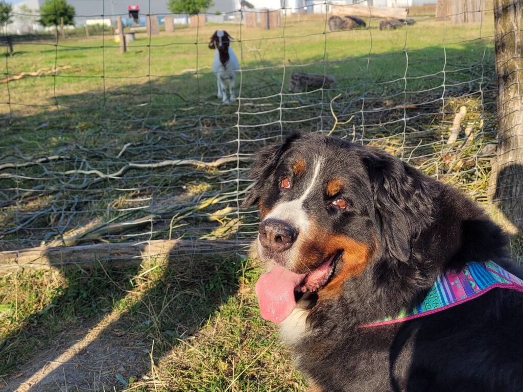 Alltagsspaß mit Hundegspür