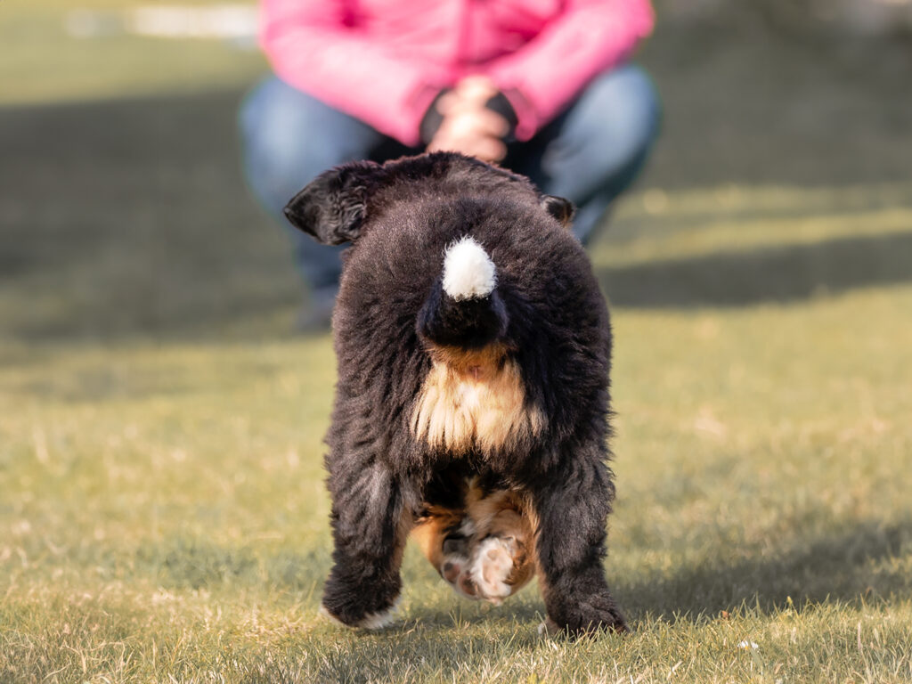 Alltagsspaß mit Hundegspür