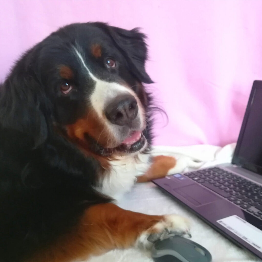 Hundegspür Newsletter