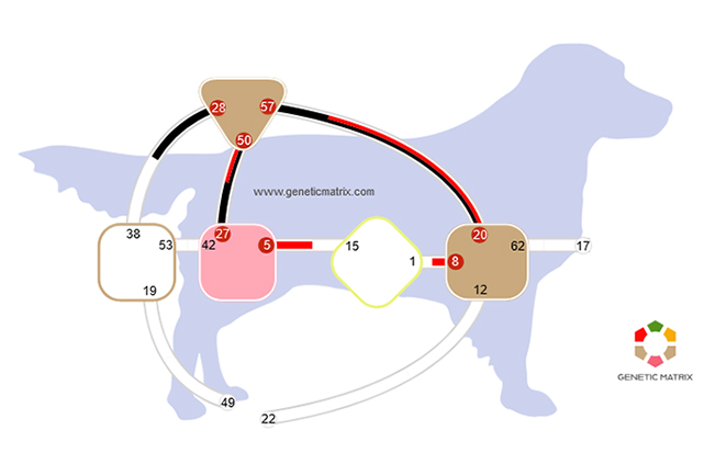 Animal Design (c)www.geneticmatrix.com