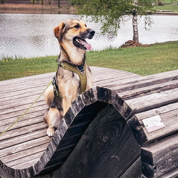 Warteliste Hundegspür