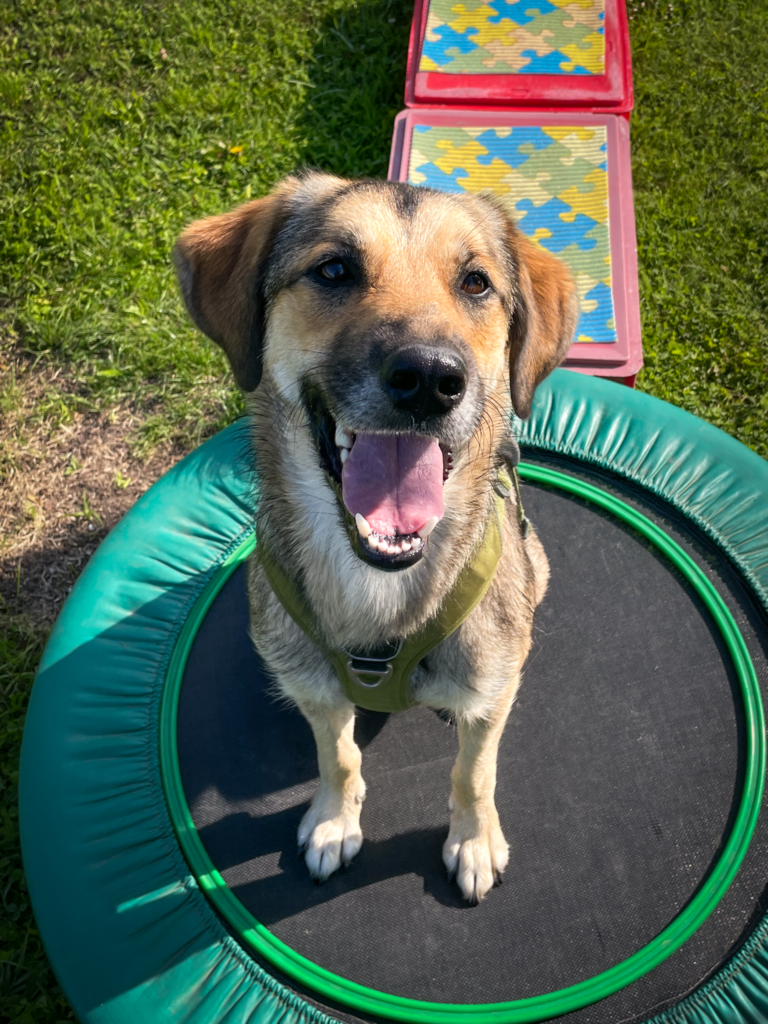 Hundegspür Selbstturner Parcours Erfahrungsbericht / Bild: Hundegspür