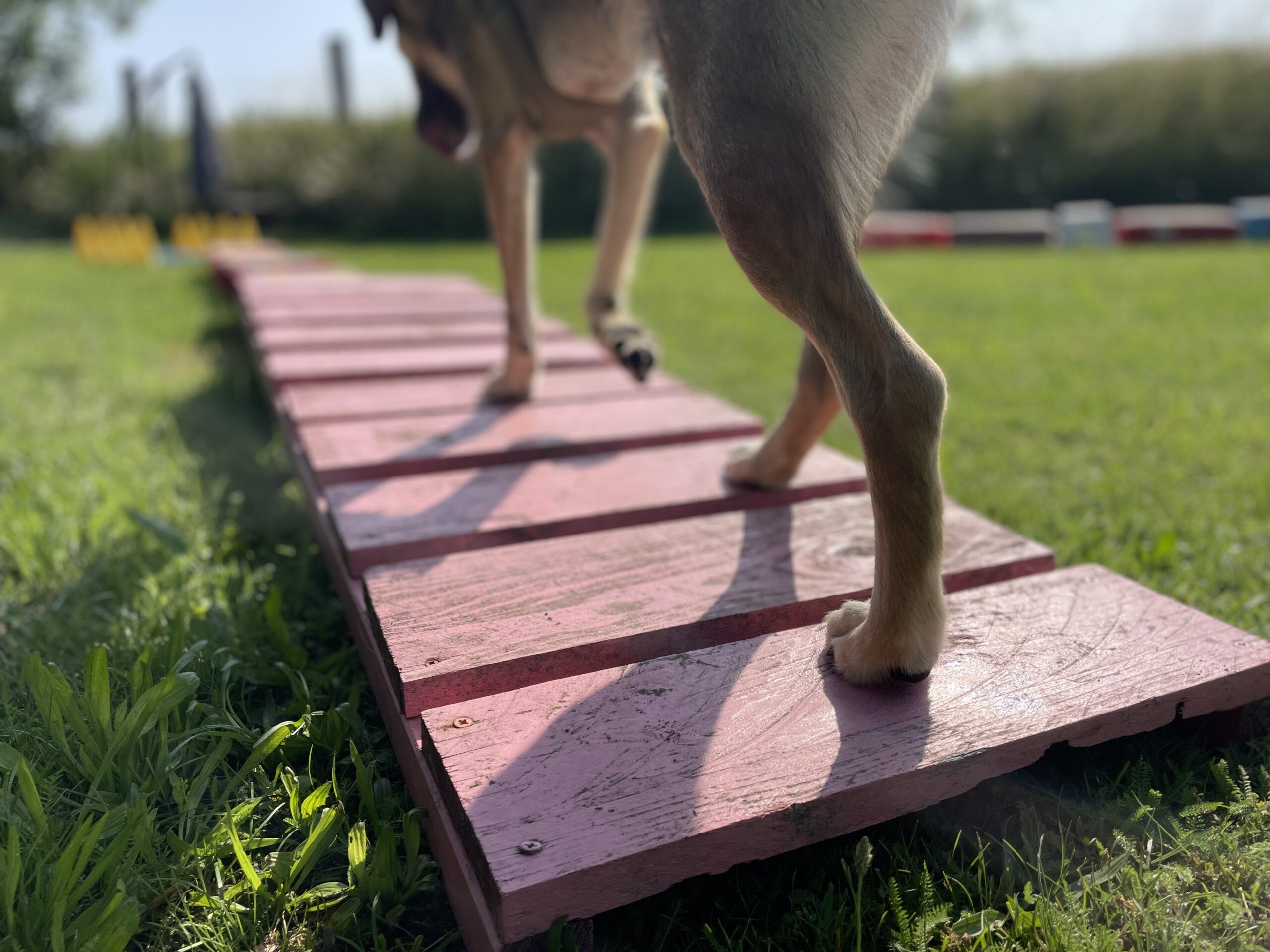 Hundegspür Selbstturner Parcours Erfahrungsbericht / Bild: Hundegspür
