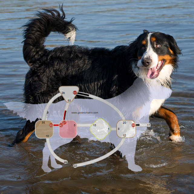 Human und Animal Design / Bild: Freepik und (c)www.geneticmatrix.com