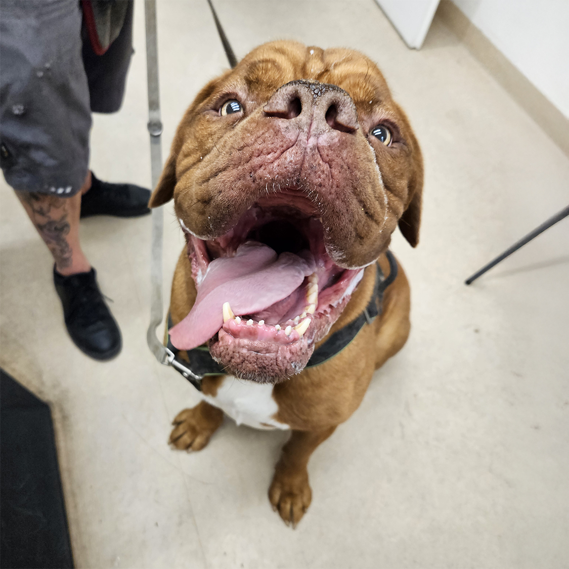 Hundegspür-Blog: Erfahrungsbericht Hundetraining by Design: "Spezial-Fall" Donny