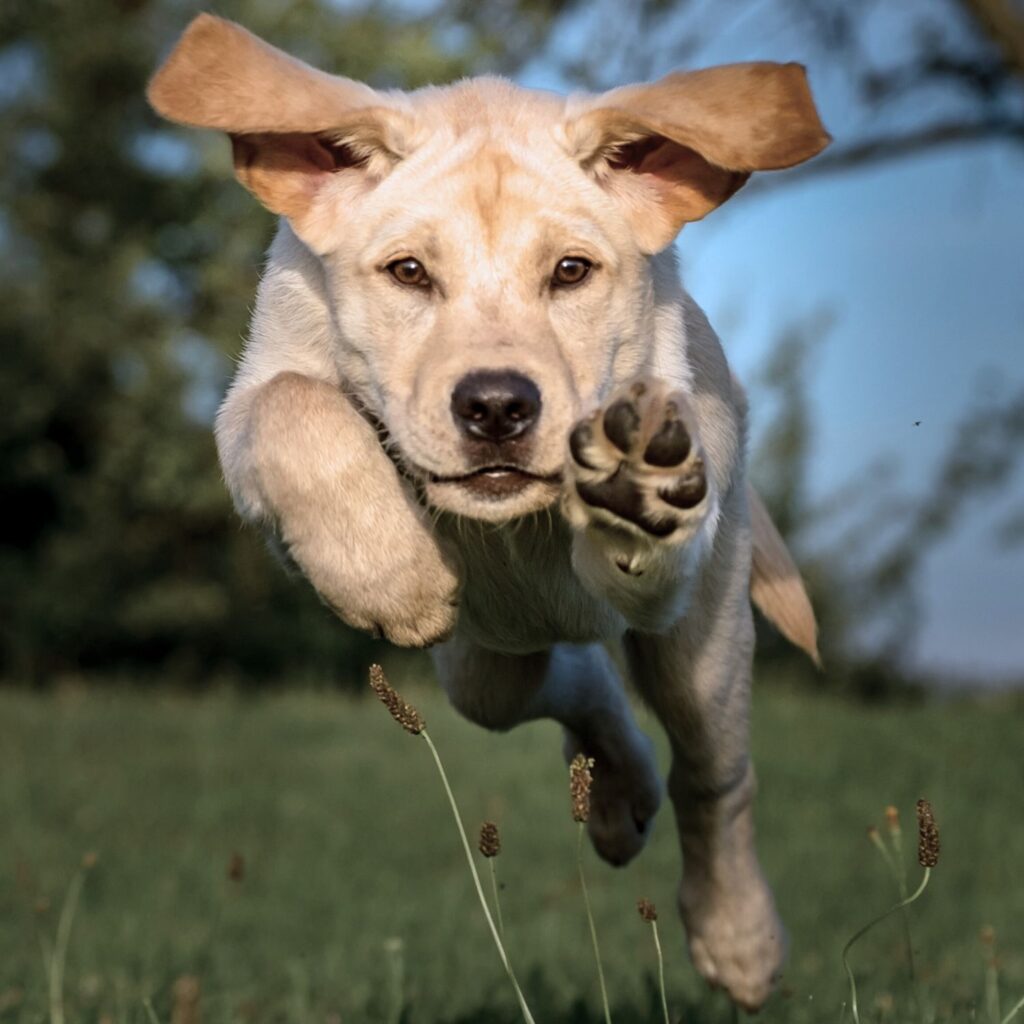 Laufender, jagender Hund | Bild: Canva